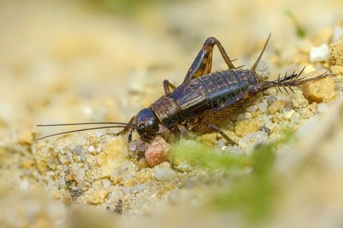 Grasshoppers, Nemobius sylvestris, forest crickets, ensifera, grasshoppers, crickets, grasshoppers,