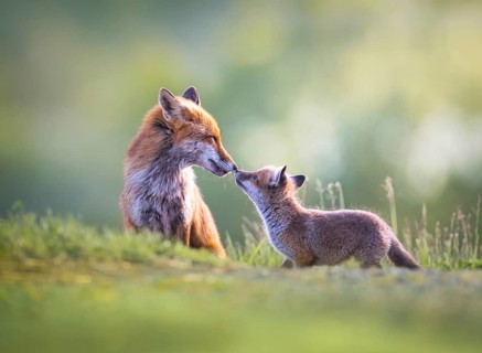 Red fox cubs (Vulpes vulpes) with their mother, tender affection, Zurich, Switzerland