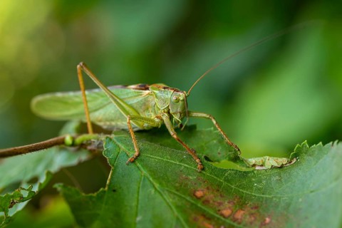 Close-up of a Great green bush cricket (Tettigonia viridissima), also known as green leafhopper, on