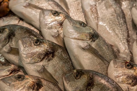 Fresh sea bream for sale, Majorca, Balearic Islands, Spain