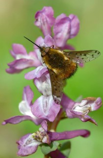 Bombylius Discolor, dotted bee-fly, spotted woolswear, diptera, high size, portrait format,