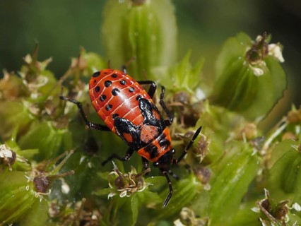 Close-up of a red bug, the rock knight bug (Spilostethus saxatilis), on a green plant, Goms, Canton
