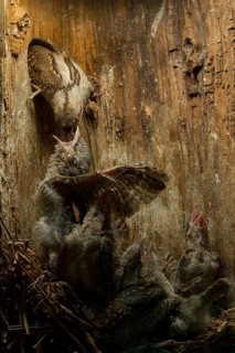 Eurasian Wryneck (Jynx torquilla) feeding chicks in nesting box, Saxony, Germany