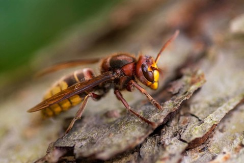 European hornet, hymenoptera, vespa crabro, hornet, insects