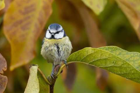 Blue tit (Cyanistes Caeruleus) adult garden bird in a magnolia tree with autumn colour leaves,