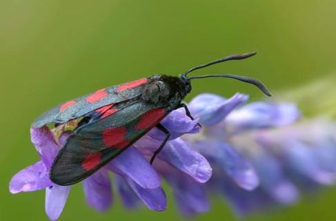 Wetland ram, five-spot burnet, clover ram, marsh horn clover ram, zygaena trifolii, blood droplets,