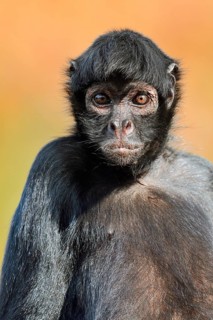 Colombian spider monkey (Ateles fusciceps rufiventris, Ateles fusciceps robustus), portrait,