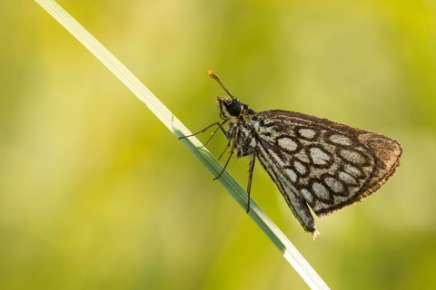 Hesperiidae, heteropterus morpheus, large chequered skipper, mirrorspot thighead, butterfly,