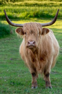 Artiodactyla, Bos Primigenius f. taurus, cattle, even-toed ungulate, highland cattle, kyloe,