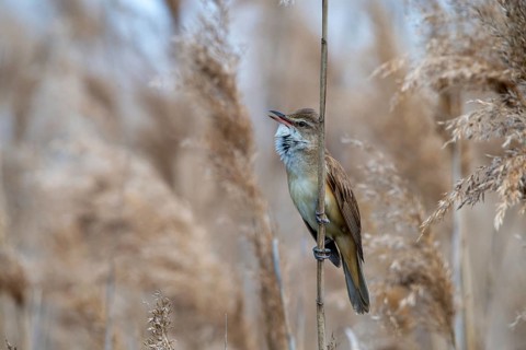 Acrocephalus Arundinaceus, Brandenburg, Germany, throttle warbler, Great Reed Warbler, Nabu, Nabu