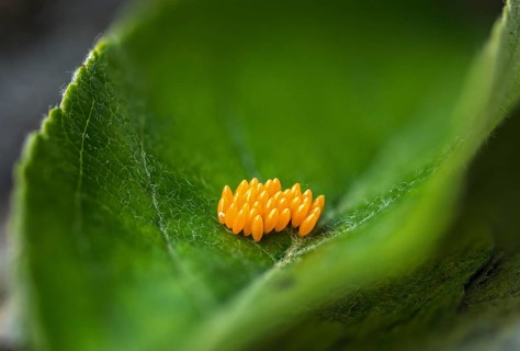 Asian ladybeetle, Asian ladybird, coccinellidae, coccinellinae, harlequin ladybird, harmonia