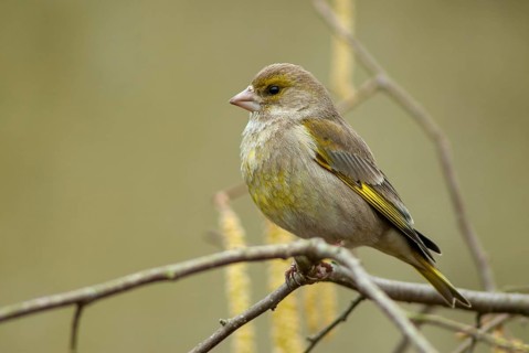Carduelis chloris, chloris chloris, greenfinch, greenfinch, greenfinch, birds, female, passeri,