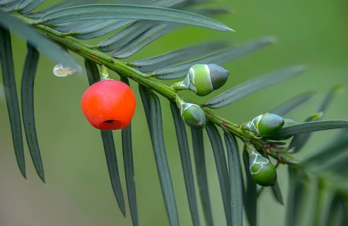 Yew, yew family, European yew, seed coat, taxaceae, taxus baccata, flora, fruit, plants, yew