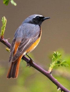 Garden redtail, Phoenicurus phoenicurus, redstart, birds, garden birds, high size, portrait, male,