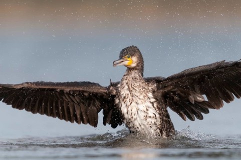 Black shag, cormorant, phalacrocorax carbo, bath, bathe, birds, flying, flight, immaturus, not