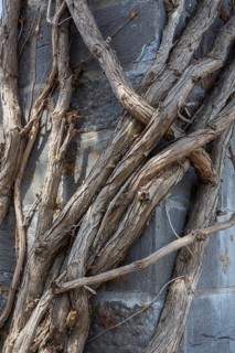 Close-up of large woody climbing vines growing on and clinging to cut limestone column in spring,