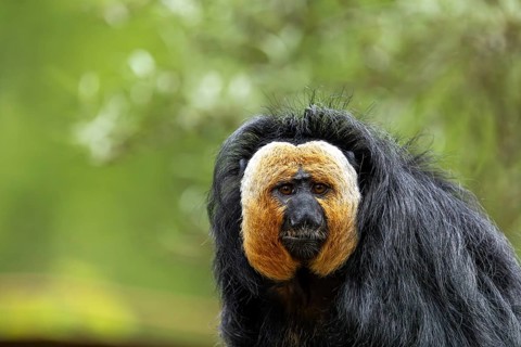 Portrait of a saki monkey with a distinctive white face and shaggy black hair, white-headed saki