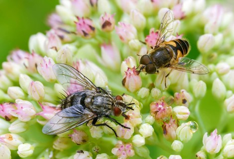 Eoseristalis interrupta, Eristalis interrupta, Eristalis interruptus, groin-wedge hoverfly,