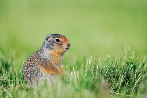 Columbia ground squirrel (Urocitellus columbianus, Spermophilus columbianus), juvenile sitting in a