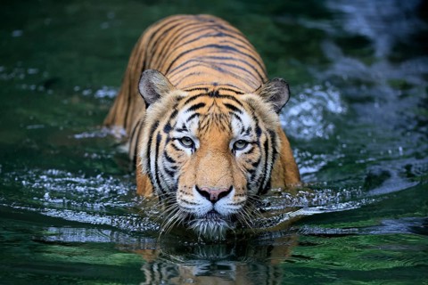 Malaysia tiger (Panthera tigris jacksoni), adult, in water, alert, Malaysia, Southeast Asia