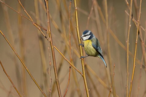 Blue tit (Cyanistes Caeruleus) adult garden bird on a Willow tree branch, Suffolk, England, United