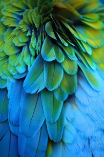 Detailed close-up of iridescent parrot feathers in various colours, Yellow-breasted Macaw (Ara