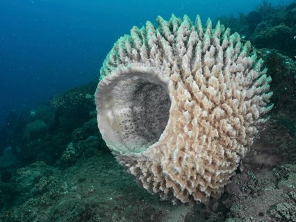 A large white barrel sponge, also known as a Tonnenschwamm (Xestospongia testudinaria), protrudes
