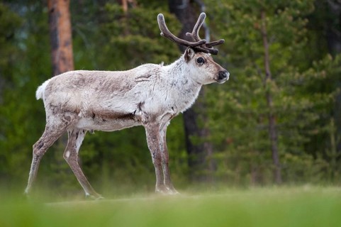Artiodactyla, even-toed ungulate, Finland, cloven-hoofed, rangifer tarandus, reindeer, reindeer,