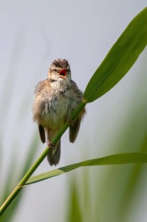 Acrocephalus Schoenobaenus, Sedge Warbler, Birds, Song, High Size, Portrait Format, Passeri,