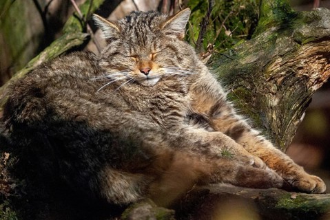 Carnivora, felis silvestris, predators, wildcat, mammals, raptors, sleep, mammals