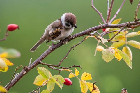 Tree sparrow, dog rose, Passer Montanus, pink canina, rosaceae, rose family, sparrow, autumn,