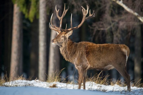 Artiodactyla, Cervus Elaphus, even-toed ungulate, cloven-hoofed, red deer, deer, deer, mammals,
