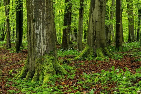 Moss-covered tree trunks and the root systems of mighty old European beech trees (Fagus sylvatica)