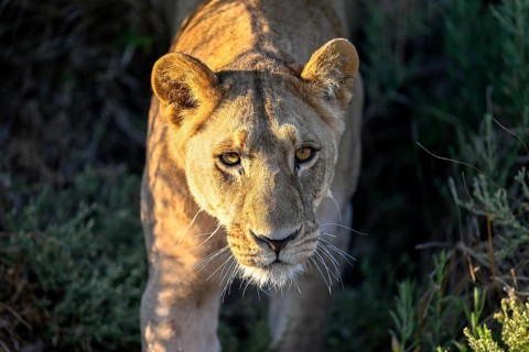 Lioness (Panthera leo) near Atzaró Camp, portrait, Okavango Delta, North-West District, Botswana
