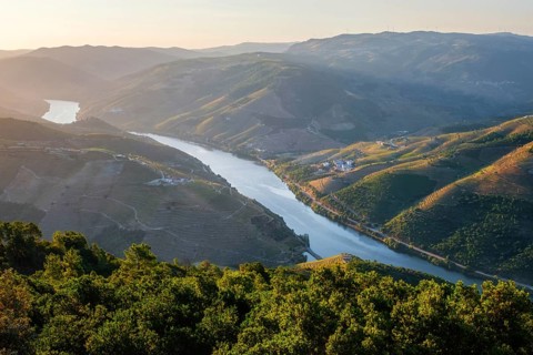 Douro river vineyard valley overlook at sunrise in Portugal, with winding water, forest foreground,