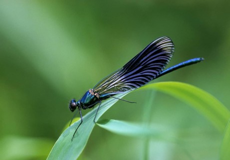Banded demoiselle, calopteryx splendens, banded dragonfly, damselflies, dragonflies, insects, leo,