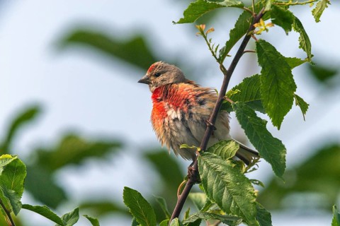 Acanthis cannabina, bloodtail, linaria cannabina, linnet, birds, hanfling, male, passeri,