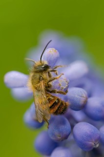 Hymenoptera, mason bee, osmia bicornis, osmia rufa, red mason bee, female, high size, portrait