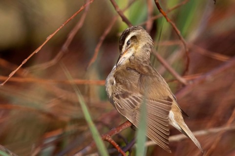 Acrocephalus Schoenobaenus, Sedge Warbler, Birds, Plumage Care, Passeri, Preening, Songbirds,