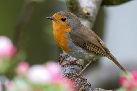 Erithacus rubecula, fruit tree blossoms, robin, robins, birds, spring, passeri, songbirds,