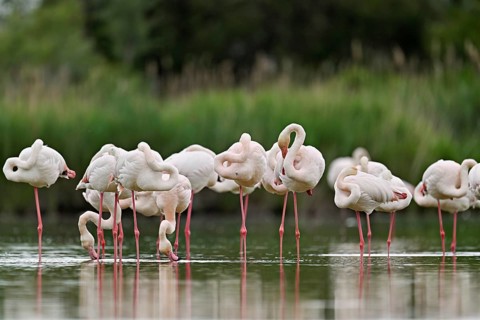 A group of greater flamingos (Phoenicopterus roseus), standing in the water, Camargue Regional