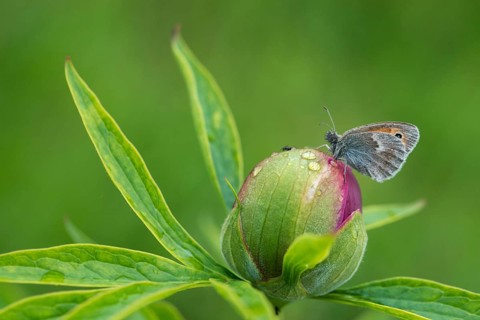 Coenonympha Pamphilus, common meadowbird, small heath, meadbird, butterfly, insects, butterfly,
