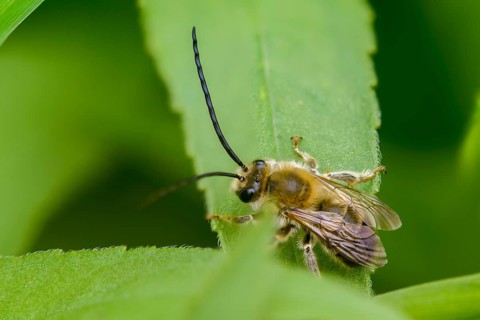 Apidae, bees, Eucera longicornis, early longhorn bee, hymenoptera, longhorn bee, May longhorn bee,