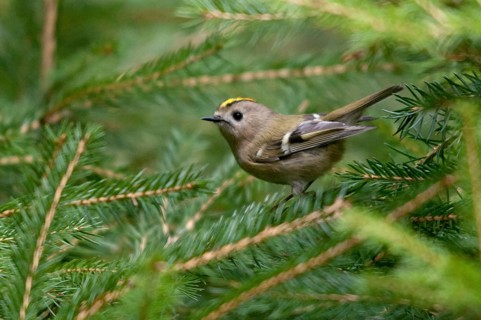 Goldcrest, golden chicken, Regulus regulus, winter golden chicken, birds, passeri, songbirds, birds