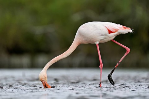 Pink flamingo (Phoenicopterus roseus), standing in the water whilst foraging, Camargue Regional
