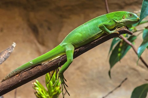 Fiji iguana (Brachylophus fasciatus) in a terrarium, Nuremberg Zoo, Nuremberg, Middle Franconia,