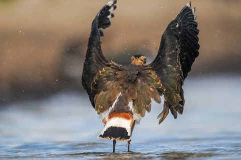 Lapwing, Vanellus Vanellus, Bath, Bathe, Birds, Charadriiformes, Flying, Flight, Limikolen, Plover,