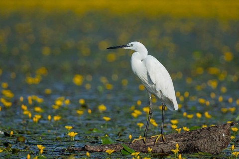 Little Egret (Egretta garzetta) Hungary