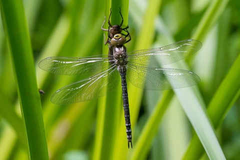 Aeshna cyanea, blue-green mosaic maiden, southern hawker, anisoptera, damselflies, dragonflies,