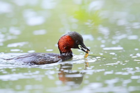 Little grebe (Tachybaptus ruficollis) with fish in its beak, North Rhine-Westphalia, Germany